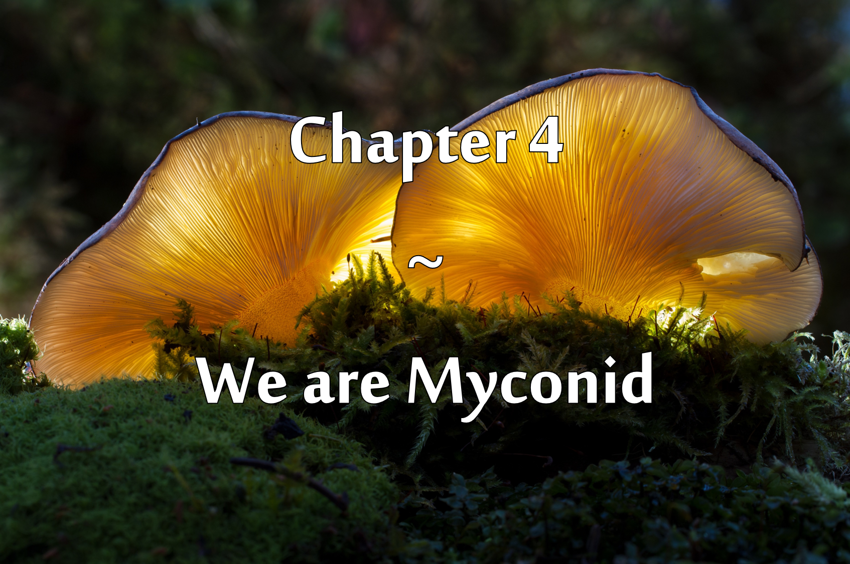 Two bright yellow mushrooms growing amidst moss